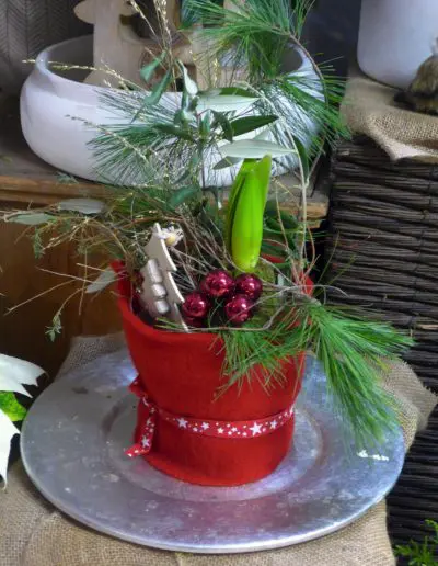 Amaryllis mit Kiefer dekoriert