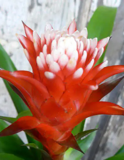 Bromelienbluete Knallrot