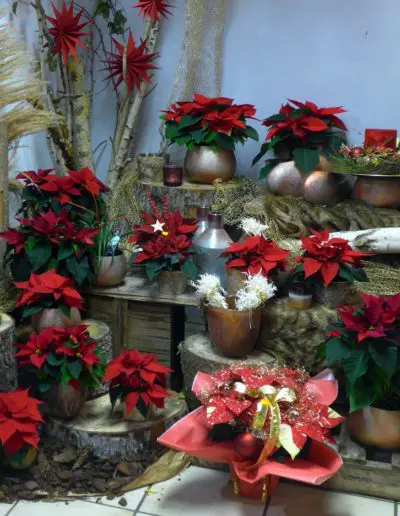 schöne Weihnachtssterne