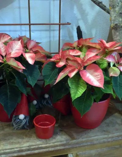 Weihnachtssterne panaschiert